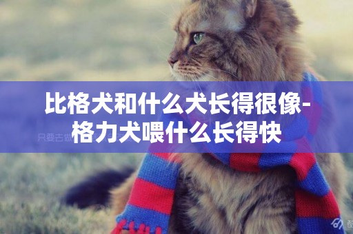 比格犬和什么犬長得很像-格力犬喂什么長得快