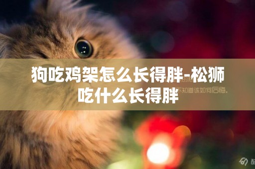 狗吃雞架怎么長得胖-松獅吃什么長得胖