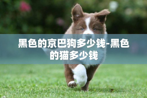 黑色的京巴狗多少錢-黑色的貓多少錢