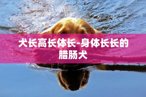 犬長高長體長-身體長長的臘腸犬