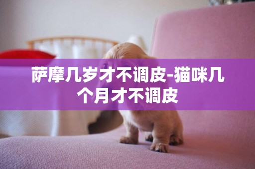 薩摩幾歲才不調皮-貓咪幾個月才不調皮