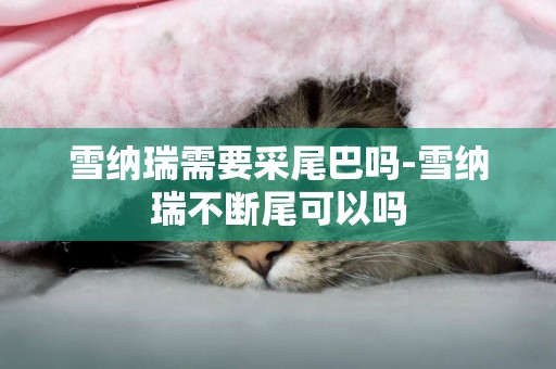 雪納瑞需要采尾巴嗎-雪納瑞不斷尾可以嗎