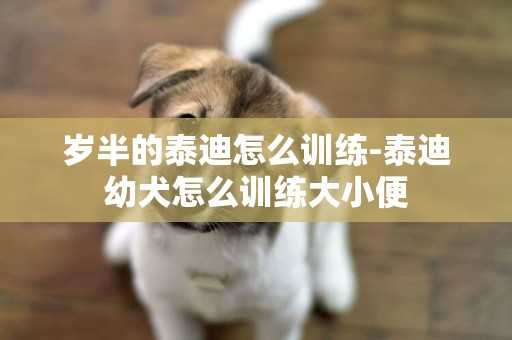 歲半的泰迪怎么訓練-泰迪幼犬怎么訓練大小便