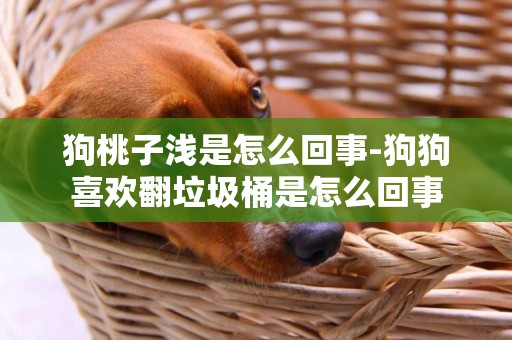 狗桃子淺是怎么回事-狗狗喜歡翻垃圾桶是怎么回事