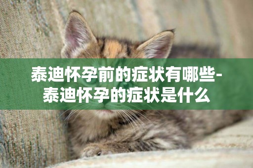 泰迪懷孕前的癥狀有哪些-泰迪懷孕的癥狀是什么