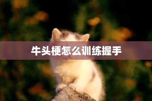 牛頭梗怎么訓練握手