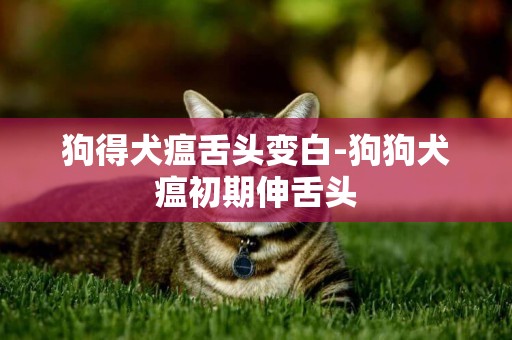 狗得犬瘟舌頭變白-狗狗犬瘟初期伸舌頭
