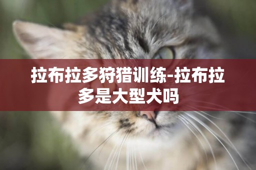拉布拉多狩獵訓練-拉布拉多是大型犬嗎