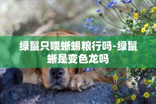 綠鬣只喂蜥蜴糧行嗎-綠鬣蜥是變色龍嗎