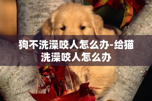 狗不洗澡咬人怎么辦-給貓洗澡咬人怎么辦