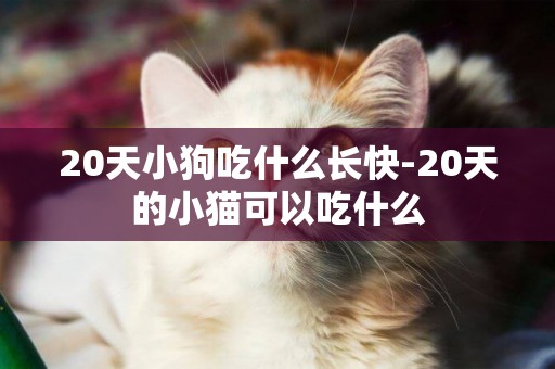 20天小狗吃什么長快-20天的小貓可以吃什么