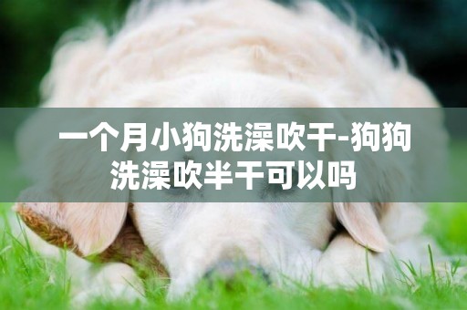 一個月小狗洗澡吹干-狗狗洗澡吹半干可以嗎