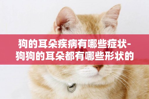 狗的耳朵疾病有哪些癥狀-狗狗的耳朵都有哪些形狀的