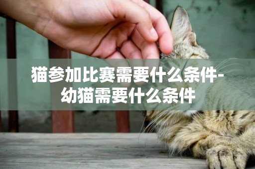 貓參加比賽需要什么條件-幼貓需要什么條件