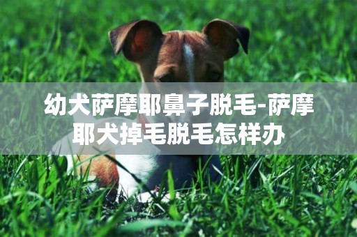 幼犬薩摩耶鼻子脫毛-薩摩耶犬掉毛脫毛怎樣辦