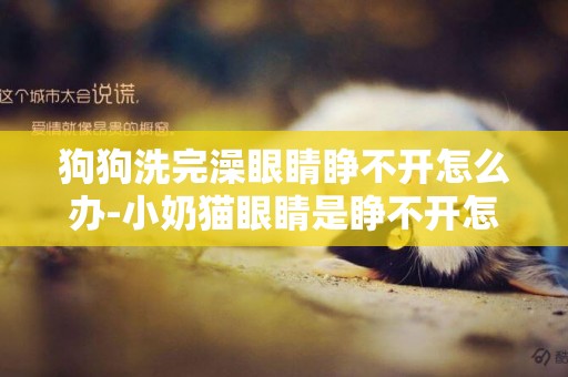 狗狗洗完澡眼睛睜不開怎么辦-小奶貓眼睛是睜不開怎么辦