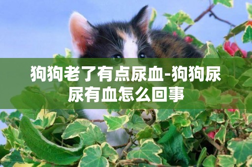 狗狗老了有點尿血-狗狗尿尿有血怎么回事