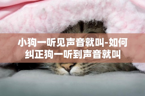 小狗一聽見聲音就叫-如何糾正狗一聽到聲音就叫