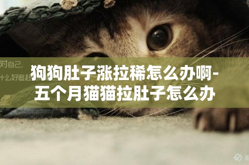 狗狗肚子漲拉稀怎么辦啊-五個月貓貓拉肚子怎么辦
