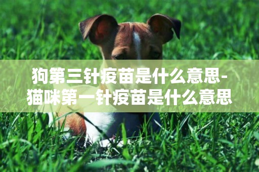 狗第三針疫苗是什么意思-貓咪第一針疫苗是什么意思