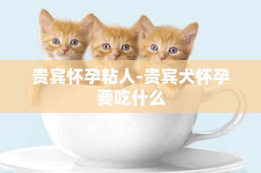 貴賓懷孕粘人-貴賓犬懷孕要吃什么
