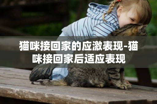貓咪接回家的應激表現-貓咪接回家后適應表現