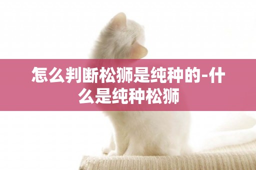 怎么判斷松獅是純種的-什么是純種松獅