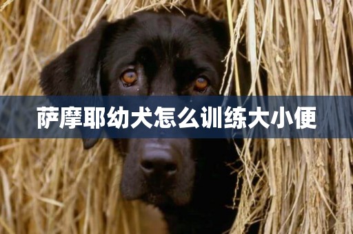 薩摩耶幼犬怎么訓練大小便