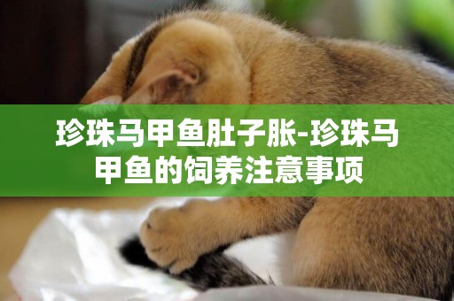 珍珠馬甲魚肚子脹-珍珠馬甲魚的飼養注意事項