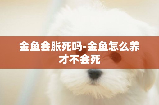 金魚會脹死嗎-金魚怎么養才不會死