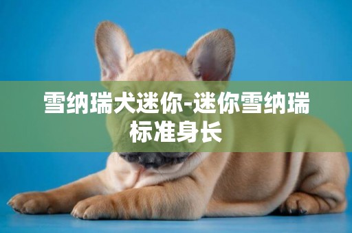 雪納瑞犬迷你-迷你雪納瑞標準身長
