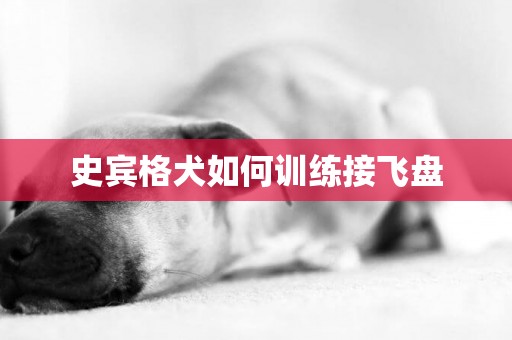 史賓格犬如何訓練接飛盤