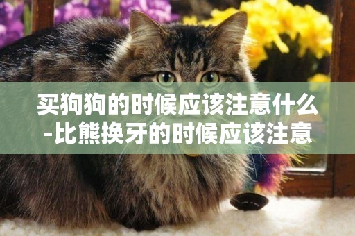 買狗狗的時候應該注意什么-比熊換牙的時候應該注意什么