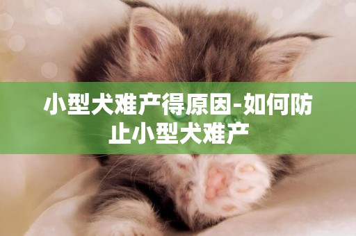 小型犬難產得原因-如何防止小型犬難產