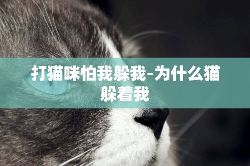 打貓咪怕我躲我-為什么貓躲著我