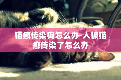 貓癬傳染狗怎么辦-人被貓癬傳染了怎么辦