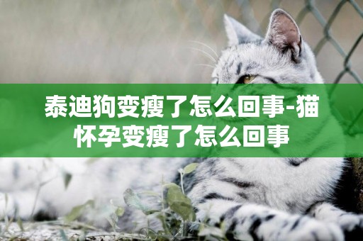 泰迪狗變瘦了怎么回事-貓懷孕變瘦了怎么回事
