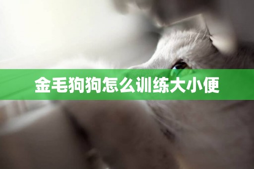 金毛狗狗怎么訓練大小便