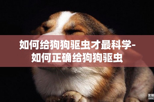如何給狗狗驅蟲才最科學-如何正確給狗狗驅蟲