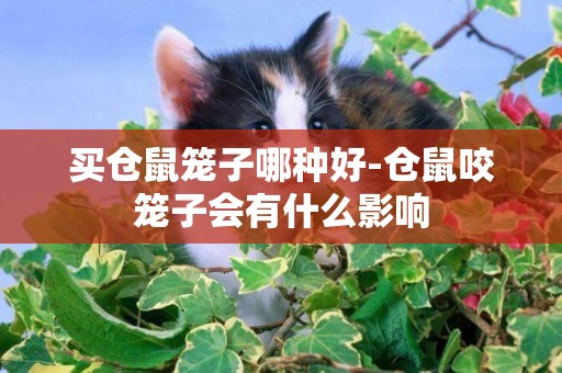 買倉鼠籠子哪種好-倉鼠咬籠子會有什么影響