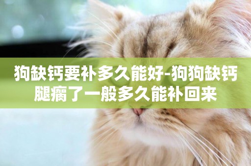 狗缺鈣要補多久能好-狗狗缺鈣腿瘸了一般多久能補回來