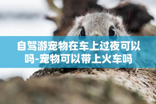 自駕游寵物在車上過夜可以嗎-寵物可以帶上火車嗎