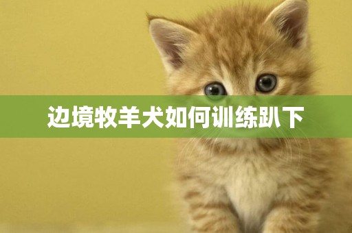 邊境牧羊犬如何訓練趴下