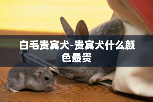 白毛貴賓犬-貴賓犬什么顏色最貴