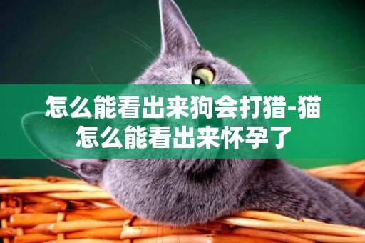 怎么能看出來狗會打獵-貓怎么能看出來懷孕了