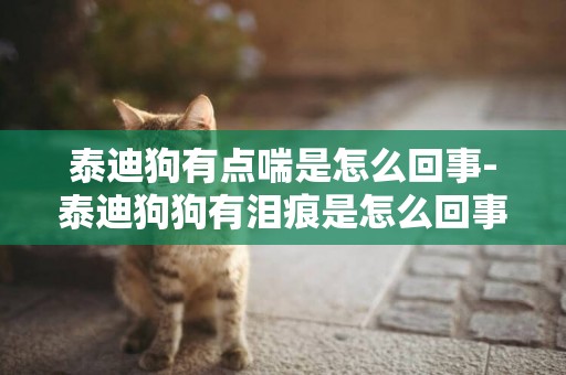 泰迪狗有點喘是怎么回事-泰迪狗狗有淚痕是怎么回事