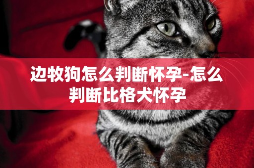 邊牧狗怎么判斷懷孕-怎么判斷比格犬懷孕