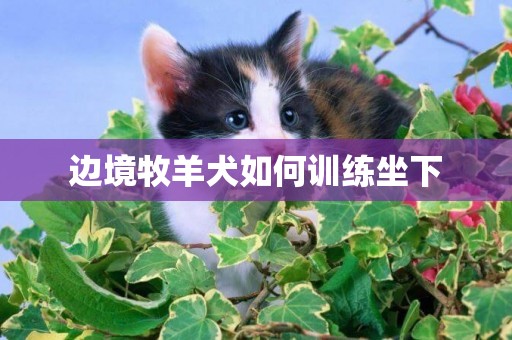 邊境牧羊犬如何訓練坐下