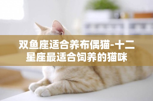 雙魚座適合養布偶貓-十二星座最適合飼養的貓咪