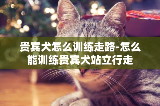 貴賓犬怎么訓練走路-怎么能訓練貴賓犬站立行走